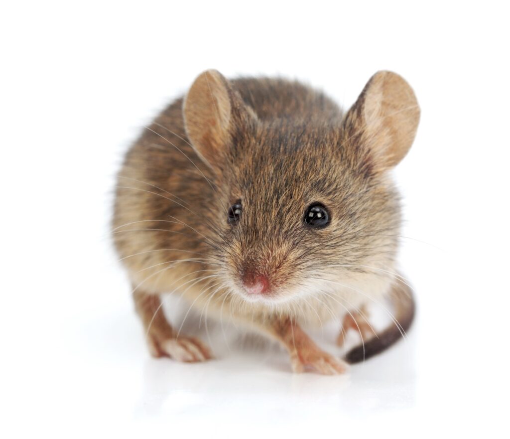 Exterminateur de souris