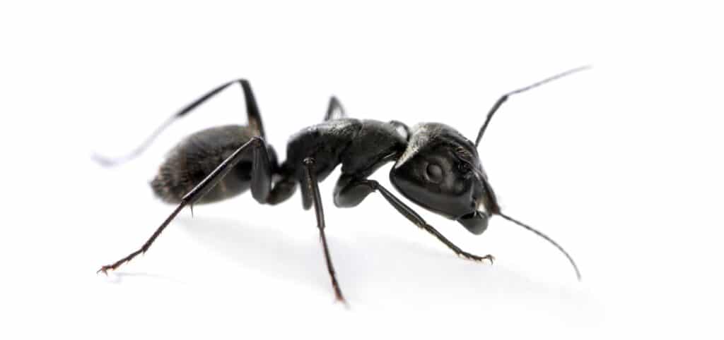 Extermination des fourmis charpentières