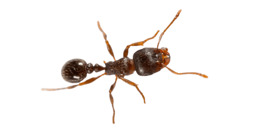 exterminateur fourmis pave mw extermination